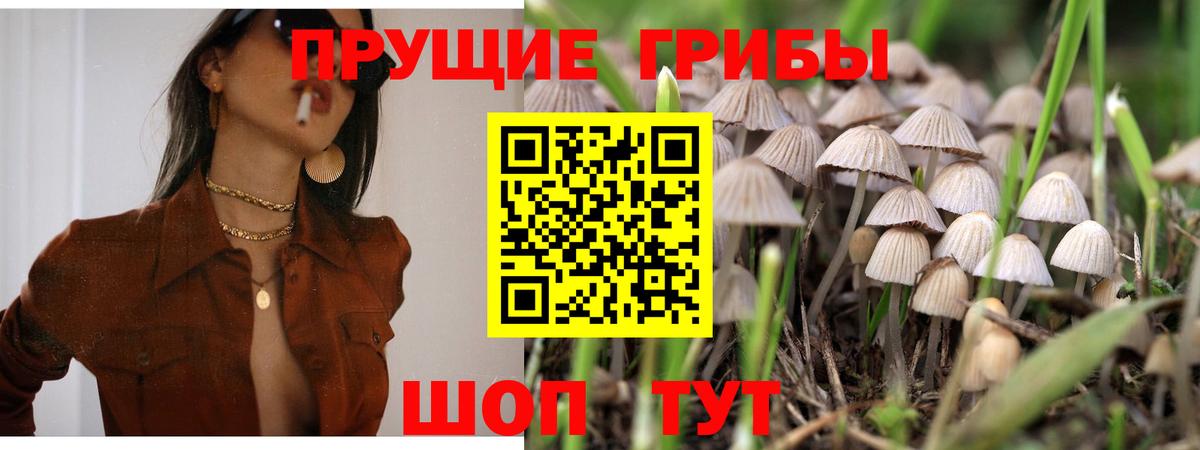 где можно купить наркотик  Псилоцибиновые грибы ЛСД  Вход с VPN  Камышлов 